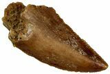 Serrated Raptor Tooth - Real Dinosaur Tooth #300908-1